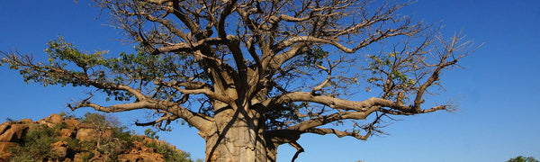 Adansonia digitata