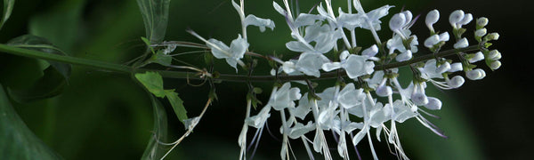 Orthosiphon Stamineus