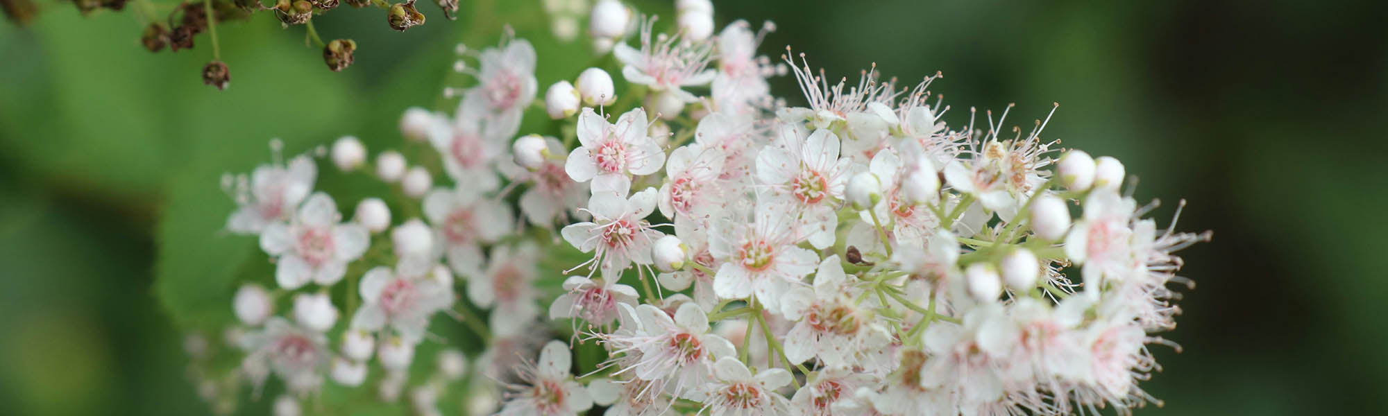 Spiraea Ulmaria – Bynature Healthcare