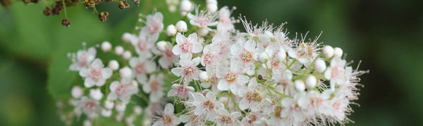 Spiraea Ulmaria