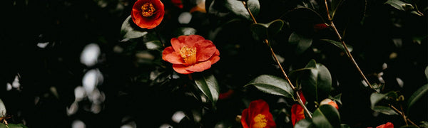 YUNNAN CAMELLIA